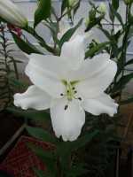 [5348 Okayama 16 ST No01.JPG]